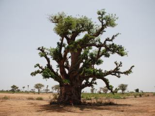 Le baobab, arbre majestueux et un des symboles du Sénégal.