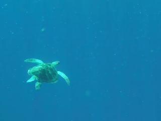 Ce sera donc du dernier voyage, sur l'île des dieux, Bali, dont nous sommes revenus il y a quelques jours :( .
La première fois que nous apercevions une tortue sous l'eau, très très belle image qui restera dans nos mémoires.