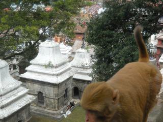 Un temple au Népal (Vallée de Kathmandou). Les singes viennent y manger les offrandes.