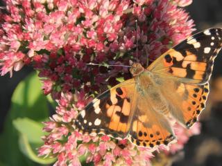 De couleur dominante Orange, la Belle Dame (nom officiel) ou Vanessa Cardui (nom scientifique) pourrait faire partie de notre bande d'Oufs. Grande migratrice elle nous arrive au printemps depuis l'Afrique en volant, au gré du vent, jusqu'à 500 km par jour et jusqu'en Islande. L'exemplaire sur ma photo a profité de mon B&B (les fleurs de mon jardin) pour se refaire des forces et continuer son long périple. Elles voyagent par petits groupes de 4-5 à une moyenne de 25 Km/heure. Leur poids ? moins d'un gramme...