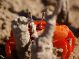 Partie de cache-cache avec un crabe de Mangrove... je t'ai vu!