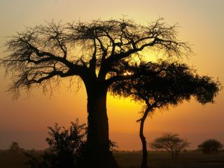 Coucher de soleil dans le parc de Tarangire, en Tanzanie.