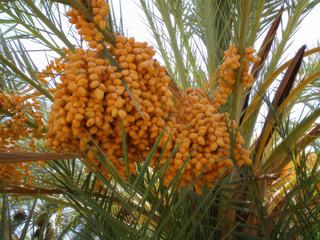 Juste pour participer... Dattes au Maroc.. hum..un régal !!