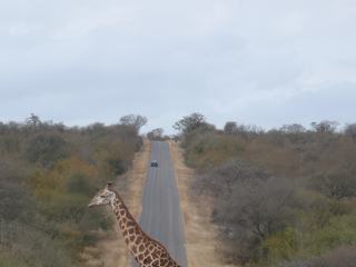 Sur la route en Afrique du Sud prés de la réserve Kruger.