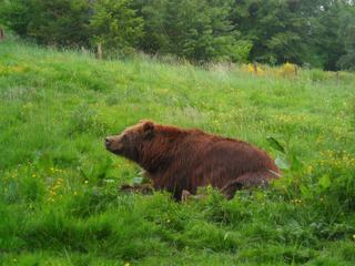 Une petite pause s'impose pour notre ami "winnie l'ourson". Cette photo a été prise dans un parc animalier pas loin du Havre.