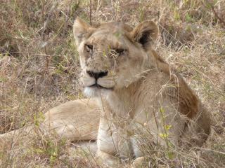 Petite pause bien méritée pour la lionne par cette chaleur écrasante. En tout cas, elle a l'air satisfaite de sa journée!! Cliché pris dans la Réserve de Moremi au Botswana.