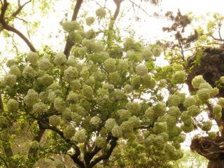 Un arbre étonnant au Jardin de la politique des simples, Suzhou, Chine.