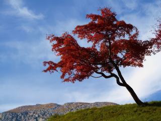Couleurs de l'automne en Haute-Savoie, dans le parc de la Chartreuse du Reposoir (monastère).