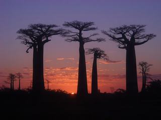 L'allée des baobabs à Madagascar au couché du soleil...