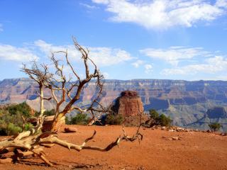 Arbre mort...descente dans le Grand Canyon au lever du soleil.