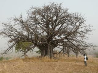 Benin
Baobab majesteux