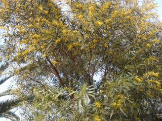 une photo que j'ai prise lors de mon passage a agadir maroc c'est un arbre a fleur de jasmin jaune tres jolie