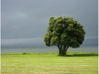 Jeu de lumière lors d'une journée très pluvieuse au bord du lac de Rotorua - Nouvelle Zélande