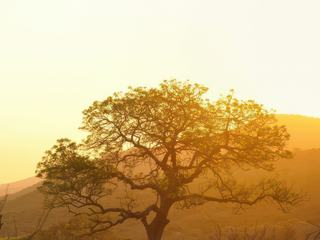 Cette photo a été prise en Afrique du Sud, dans le parc du Kruger.