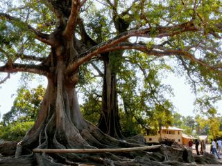 Janvier 2009 - Casamance Sénégal
Sur la place principale du village de M'lomp trônent des fromagers géants. C'est avec le Baobab, l'arbre le plus répandu au Sénégal (quoi que ce dernier n'est pas considéré comme un arbre selon les experts !!)
(J'ai laissé les personnages pour l'échelles des racines.)
