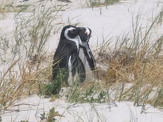 photo Les animaux de micri