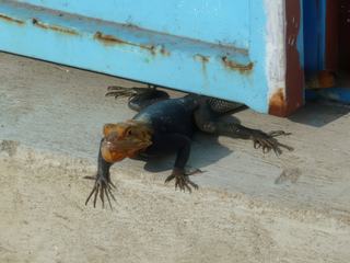 Gros lézard au Bénin, appelé Agame. Ces "bébêtes" super rapides vous passent sous les pieds en marchant dans la rue....grrrrr. Il y en a partout, dans les buissons, sur les trottoirs, dans les jardins !! J'ai réussi à en photographier une sur le pas de la porte d'une échoppe, avant de vite m'écarter ;o))