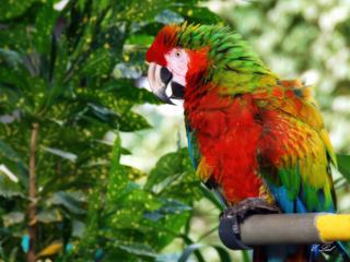 photo Les animaux de Ephraim