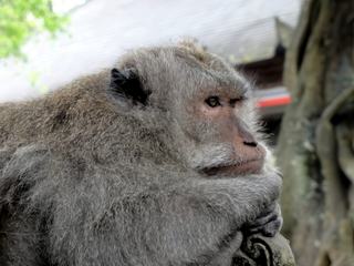 photo Les animaux de willou