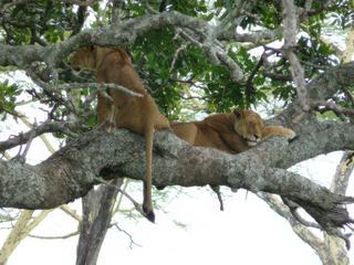 photo Les animaux de ilil1