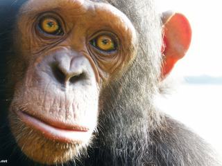 Chimpanzé des îles Pongo au Cameroun.