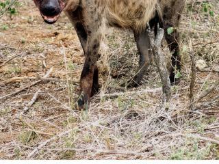 Une hyène tachetée, d'un groupe de trois, vient de faire son repas d'un girafon.
Remarquez sa puissante mâchoire sanguinolente, capable de broyer les os les plus volumineux.
C'est la plus grande et la plus agressive de toutes les espèces de hyènes. C'est également la seule à vivre en clans matriarcaux très organisés. Elle se nourrit aussi bien de cadavres que de proies fraichement tuées et s'adapte facilement.
(Parc Kruger, Afrique du Sud, 11/2003).