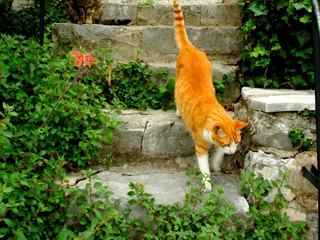 photo Les animaux de Carmotte