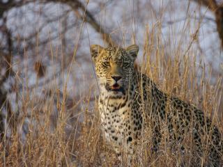 Le léopard est un des 5 Big Five, mais le plus difficile à voir car il ne sort que la nuit pour chasser. Nous n'étions à quelques mètres de lui dans une voiture découverte, avec des rangers prêts à intervenir au cas où nous aurions fait le moindre petit geste dérangeant pour l'animal.
Cette photo a été prise le 24 septembre 2009 où nous avons séjourné 2 jours au Djuma Bush Lodge, situé dans la réserve privée Sabi Sand, en bordure sud du parc du Kruger.