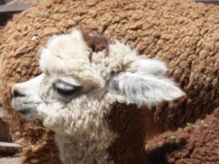Rencontre en Bolivie avec un jeune alpaga