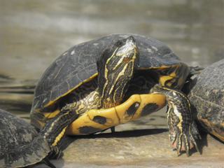 Durant mon voyage en Espagne j'ai eu la chance de visiter le CRARC qui est un centre de réabilitation pour reptile et tortue. Voici une des tortues qui prend le soleil