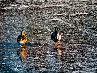 Les canards marchant sur un lac gelé en Angleterre
