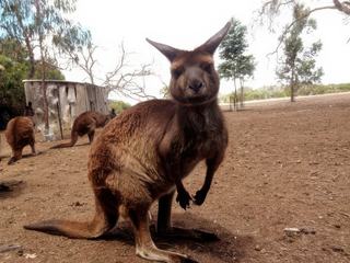 Photo prise sur Kangaroo Island en février 2012. Nous avons pu nous approcher tout près de nombreux kangourous pour leur donner à manger. Celui-ci était très attiré par l'appareil photo !