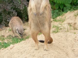 photo Les animaux de zazamau