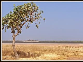 Janvier 2008 - Sénégal.
Paysage du Siné Saloum sur la piste de Foudiougne.