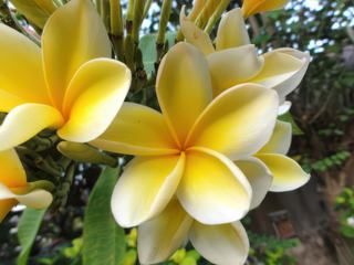 Un frangipanier nous offrait ses fleurs le matin au réveil :).
Jemeluk, bali 2011