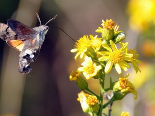 http://www.fou-de-voyage.com/photo/concours/20120902576-couleur-jaune.jpg