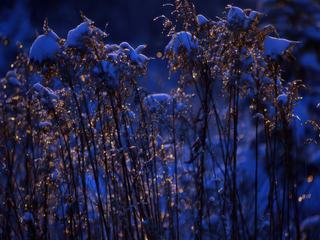 Scène d'hiver à -20 celsius lors d'un coucher de soleil au Canada.

Les cristaux d'eau gelés sur les petits arbustres donnaient l'impression de petites lumières dans le paysage.
