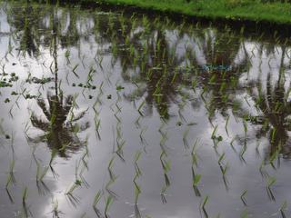 Rizières balinaises dans les environs d'Ubud.