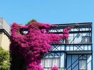 Voici une jolie maison à San Francisco sur Lombard Street. Cette rue est une rue des plus pentues au monde ! Les voitures sont donc obligées de décrire des zigzags (comme sur les pistes de ski) pour la descendre ! Cette maison avait attiré mon attention pour son magnifique bougainvillier.
Pour ce qui est du thème, la porte est peu visible mais celle de garage elle, l'est très beaucoup plus ! Choisissez celle que vous préférez ;-)