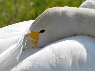 Petit voyage au cœur de la Réserve naturelle de la Baie de Somme dans le Parc du Marquenterre.
Un détail permet de reconnaître ce cygne sauvage ou cygne chanteur : la couleur jaune de son bec.
Le territoire de cet oiseau s'étend de l'Islande au Kamtchatka , par le Nord de la Suède, la Laponie, la Russie et la Sibérie septentrionale. Il niche surtout au Nord du cercle polaire. Il hiverne du Japon au Nord de l'Afrique, en Chine, Perse, mer d'Aral, mer Caspienne, à l'embouchure de la Volga et en mer noire. De là il migre jusqu'en Syrie et en Egypte, à travers la Turquie et la Grèce. En suivant la Finlande, les côtes de la Baltique, le Danemark, les iles Britanniques, la Hollande, il parvient en France les hivers rudes.