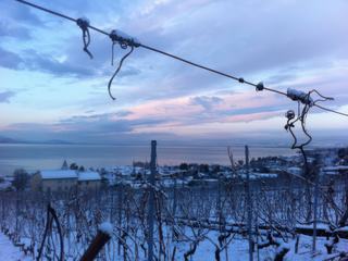 Vignoble du Lavaux
