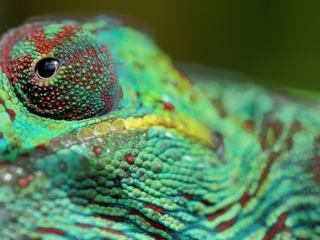 L’œil de l'endormi (caméléon en réunionnais)
