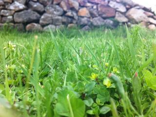 Gros plan sur de l'herbe, souvenir de mon enfance à Cunlhat (Auvergne).