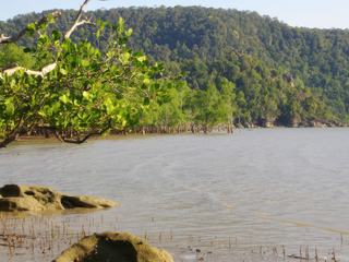 Mangrove de Bornéo, été 2009.