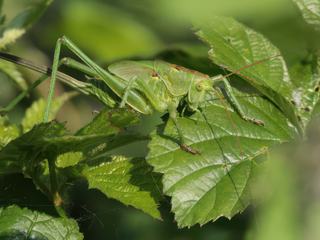 photo Couleur Verte de ranger