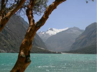2010- Laguna Llanganusco dans la Cordilière blanche au Pérou.
Au premier plan, un arbre Quenuales dont les couches d'écorce sont fines comme du papier.