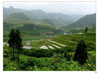Grâce aux travail des hommes ( Ethnie des Dong) le paysage, noyé dans la brume, est de toute beauté.
Rizières étagées et potagers d'un vert éclatant forment un ensemble harmonieux, même la rivière qui serpente au fond de la vallée est d'un vert émeraude (Province du Guizhou, Chine du Sud- mai 2011).