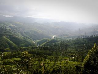 Plantations de thé à proximité de Nuwara Eliya -  Sri Lanka