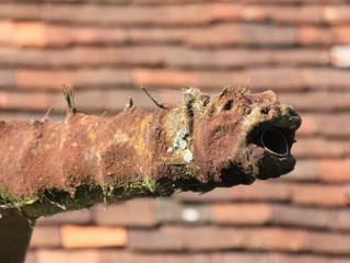 Gargouille de dernière minute. Je n'avais rien sous la main et c'est en regardant quelques photos classées, que je l'ai trouvée.
Cette gargouille se trouve quelque part dans la Beauce. Je la trouve originale avec sa forme animale.