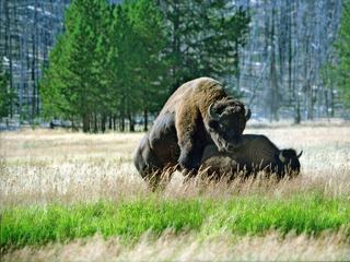 photo Insolite de ranger